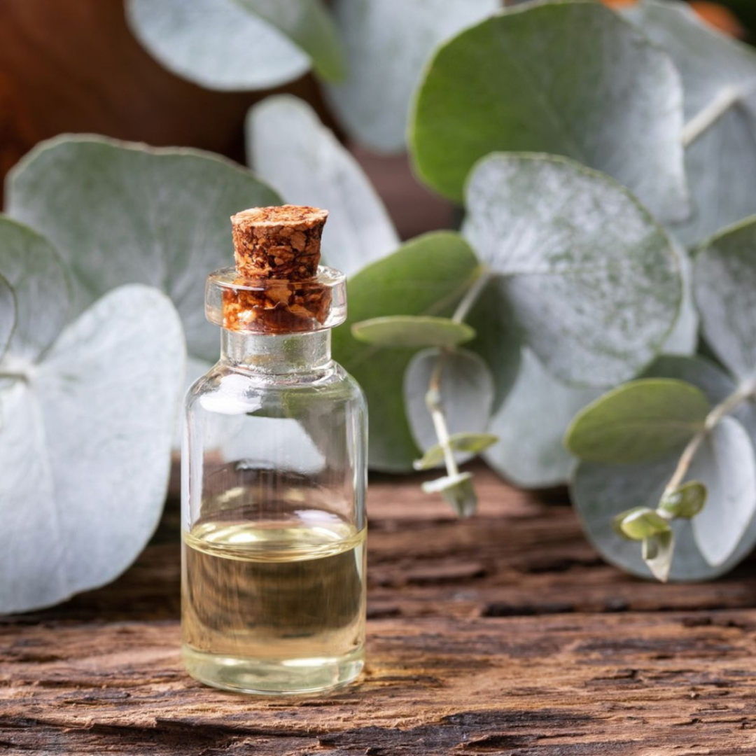 Eucalyptus oil (Eucalyptus globulus)
